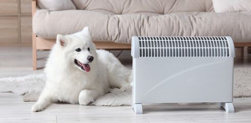 Cute Samoyed dog lying near radiator at home