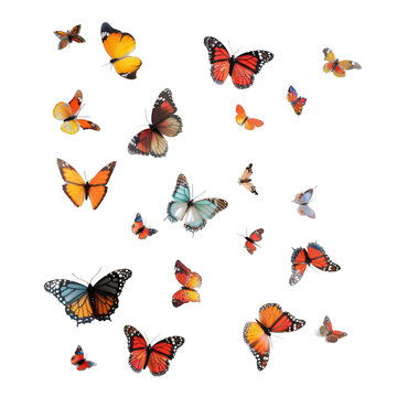 Fototapeta A bunch of butterflies flying in the air