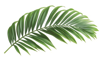 Single Green Palm Leaf Isolated on White Background