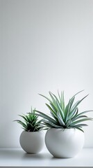 Two potted succulents in white pots against a textured white wall.