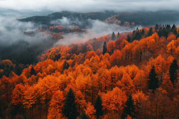 Fototapeta premium Aerial view of beautiful colorful autumn forest, orange and green trees in fog at dawn in fall.