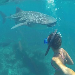Fototapeta premium A Whale Shark Encounter