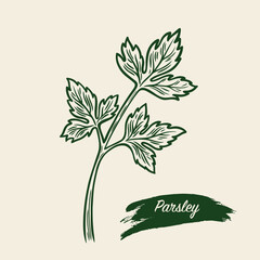 Sketch drawing of Parsley, Parsley in retro style.