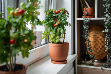 Homegrown small bush of balcony cherry red tomato in clay pots growing on windowsill at home. Indoor gardening and farming. Dwarf potted tomatoes plant in apartment