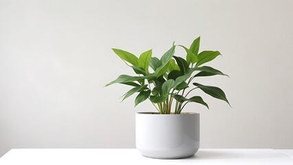 Single potted plant 