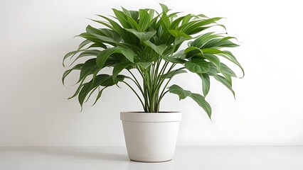Obraz premium Potted plant on isolated white background. AI Generated