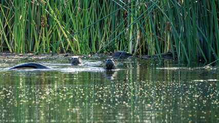 otters swimming in a lake