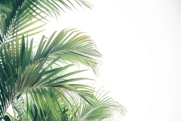 A group of palm trees silhouetted against a bright white sky, perfect for use in travel or landscape designs