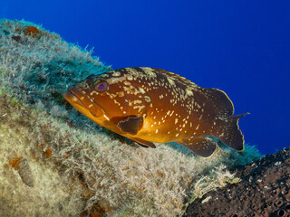 Juvenile Mediterranean grouper