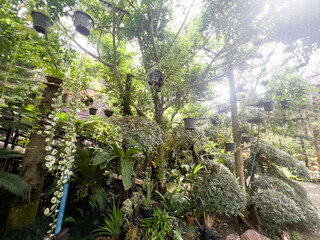 Fototapeta premium Beautiful gardening with ornamental plants by hanging and placing appropriate pots