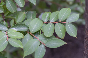 Obraz premium A close-up of the leaves on lagerstroemia indica tree, with their bright green color and unique shape
