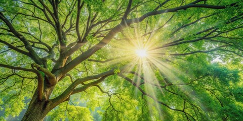 Fototapeta premium Soft natural light shining through tree branches , sunlight, bright, nature, rays, sunny, peaceful, serene, glowing, foliage