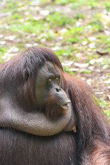 Portrait of a grown female orangutan