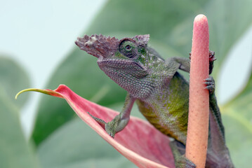 Chameleon Fischer walking on leaves