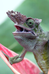 Chameleon Fischer walking on leaves