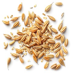 Barley wheat oats seed on white background