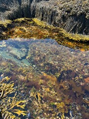 tidal pool