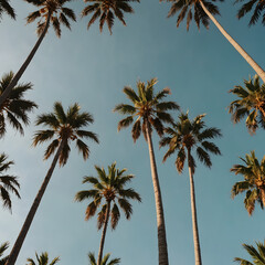Obraz premium palm trees against blue sky
