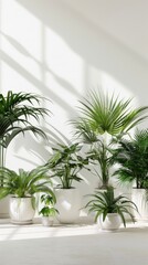 Obraz premium Five potted plants with green leaves sit on a white floor in front of a white wall with shadows from a window.