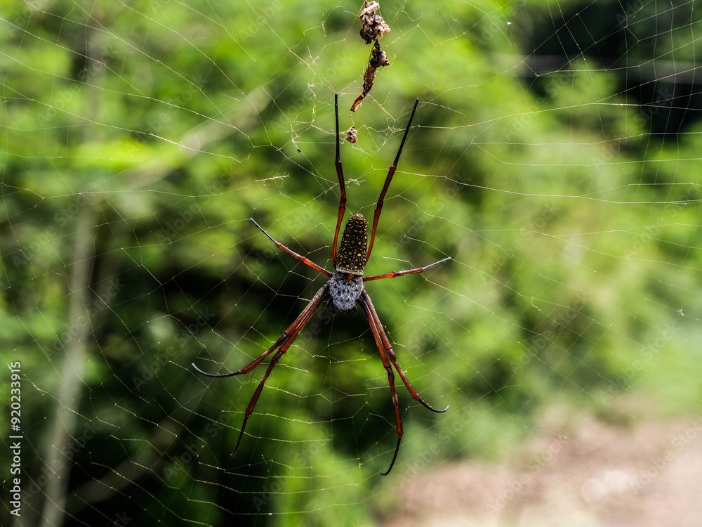 Wall mural spider on a web