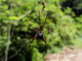 Spider on a web