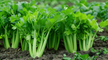 Obraz premium celery plants that planted on the plantation and it looks like it will be harvested soon, the leaves are green and look fresh - organic vegetable plantation,