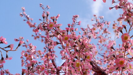 Pink cherry blossom flowers