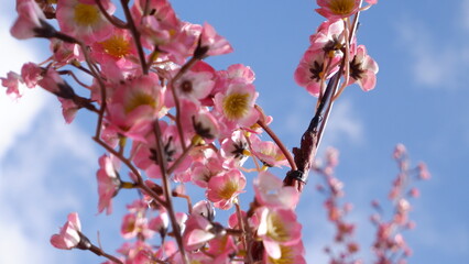Pink cherry blossom flowers