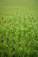 日本の田舎の一面に広がる水田の風景。背景用写真。