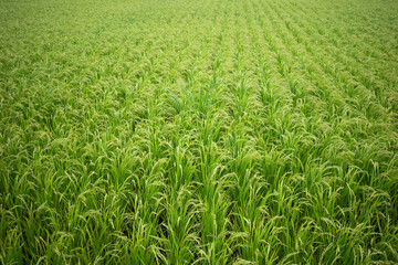 日本の田舎の一面に広がる水田の風景。背景用写真。