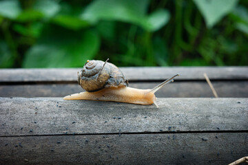 カタツムリのクローズアップ写真。マクロ撮影。