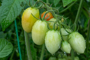 朝露に濡れる緑色の細長いミニトマト（アイコ）のクローズアップ写真。マクロ撮影。