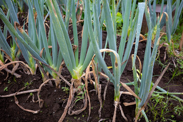 Fototapeta premium 家庭菜園で育てたネギと畑