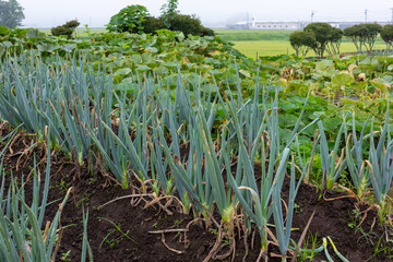 家庭菜園で育てたネギと畑