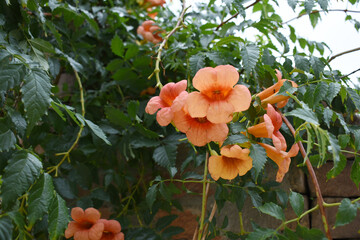 Campsis radicans also known as trumpet creeper, the trumpet vine, orange trumpet vine flower, Bright orange flowers of Campsis radicans, orange flower closeup shot, Chakwal, Punjab, Pakistan