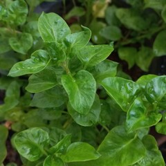 Vegetable plant called brazilian spinach with fresh leaves and color and organic ingredient | gardening natural photos