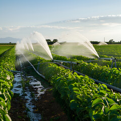 Lettuce in the field Precision irrigation systems for efficient water use in agriculture,
A tractor plowing in the green field top view

