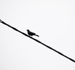 Black bird on electric wire, white background, editorial, diagonal