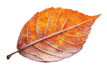 Winter frozen leaf isolated on transparent background