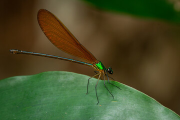 A beautiful green metallic damselfly vestalis luctuosa perches on a green leaf, natural bokeh background	