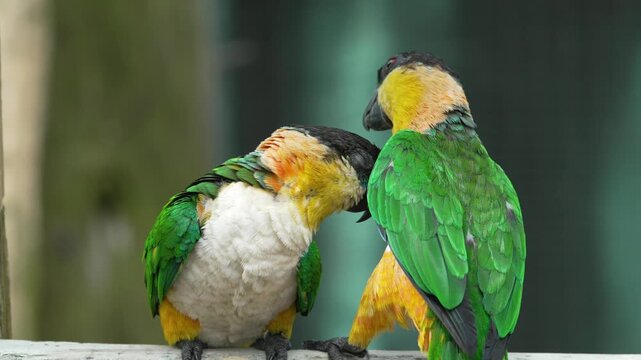 Extreme closeup shot of black headed Caiques parrots bathing each other. Blurred background.