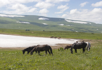 Obraz premium spring, walking horses on alpine meadows during the period of variety of grasses overlooking the mountains