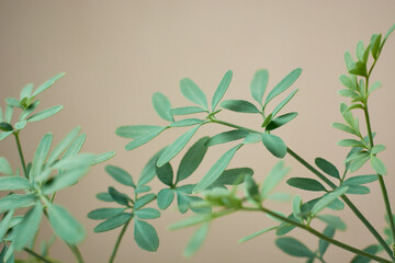 leaves of common rue plant isolated neutral background, ruta, herb of grace or garden rue shrub,...