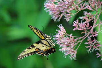butterfly on flower
