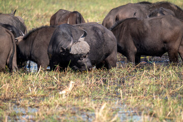 Fototapeta premium The African buffalo, Syncerus caffer, is a large sub-Saharan African bovine found in Southern Africa and East Africa. 