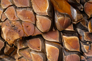 El agave cocido está en la fabrica de tequila.