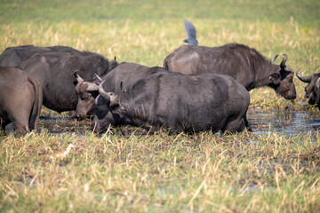 The African buffalo, Syncerus caffer, is a large sub-Saharan African bovine found in Southern Africa and East Africa. 