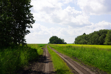 Fototapeta premium Rutted track through fields of grain with lines of trees in the background