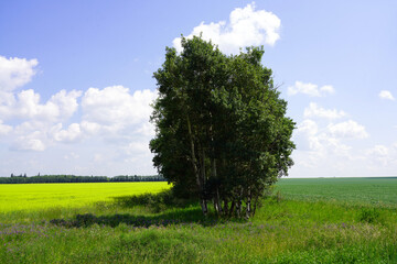Windbreak between two grain fields in Saskatchewan in mid-summer