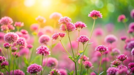 Fototapeta premium Pink Flowers in a Field of Sunshine.